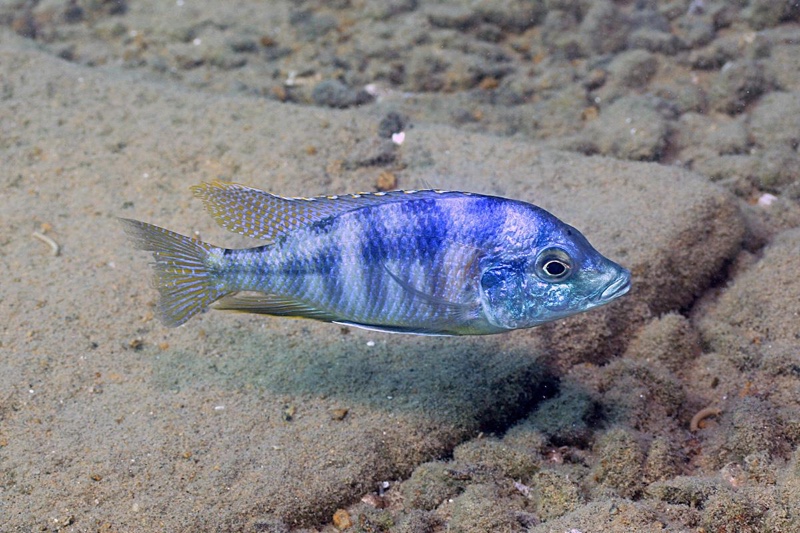 Mylochromis mola 'Malopa'